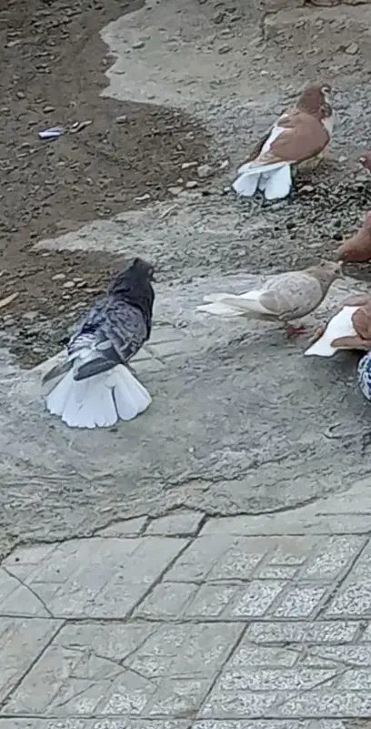 نرهفت رنگ دمسفید|پرنده|تربت‌حیدریه, ده پائین|دیوار