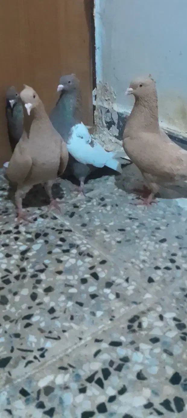 کبوتر ماده|پرنده|شوش, |دیوار