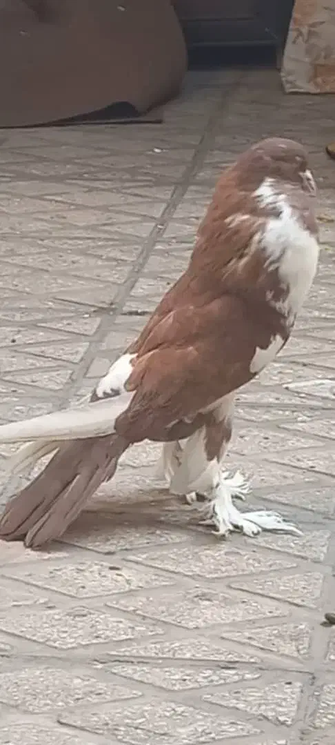 کبوتر بادکنکی|پرنده|ری, ظهیرآباد|دیوار