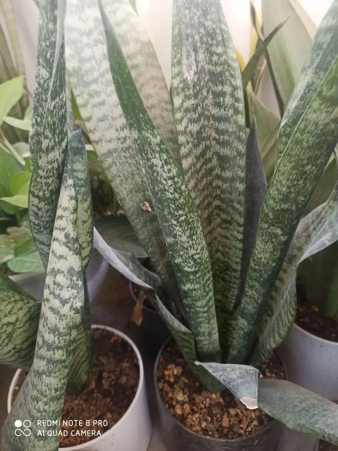 فروش انواع گلهای سانسوریا|گل و گیاه طبیعی|چابهار, |دیوار