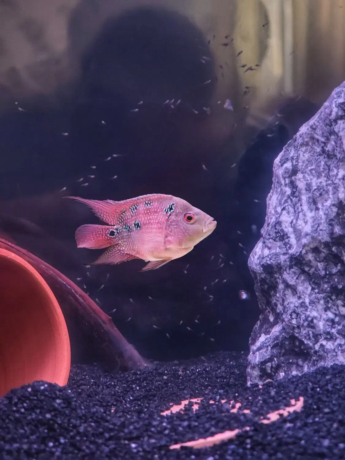 فلاور ماده مولد سایز ۱۲ سانت|ماهی|شیراز, شهرک سراج‎|دیوار