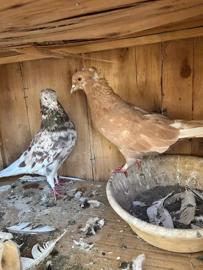 کفتر سرور کاشان|پرنده|تهران, ستارخان|دیوار