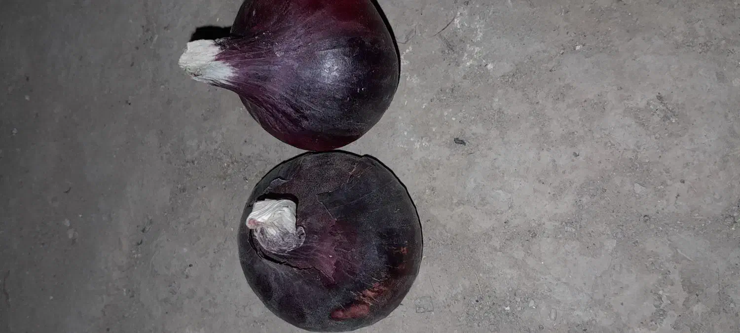 بذرپیاز قرمز درجه یک ۷پوست مال امسال هست|گل و گیاه طبیعی|میاندوآب, |دیوار