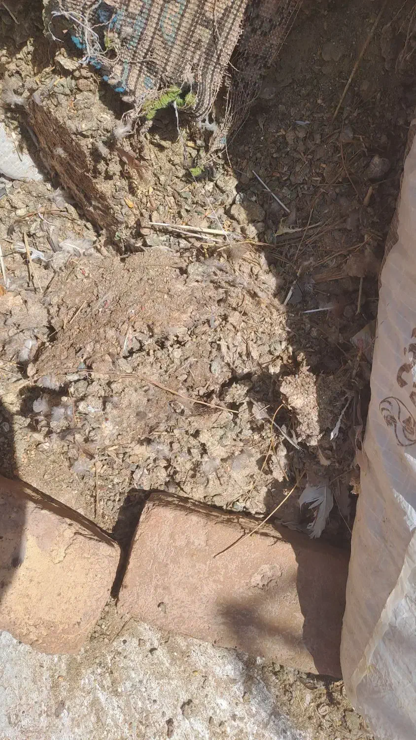 کود کفتر|خدمات باغبانی و درختکاری|تربتحیدریه, شهرک ولیعصر|دیوار