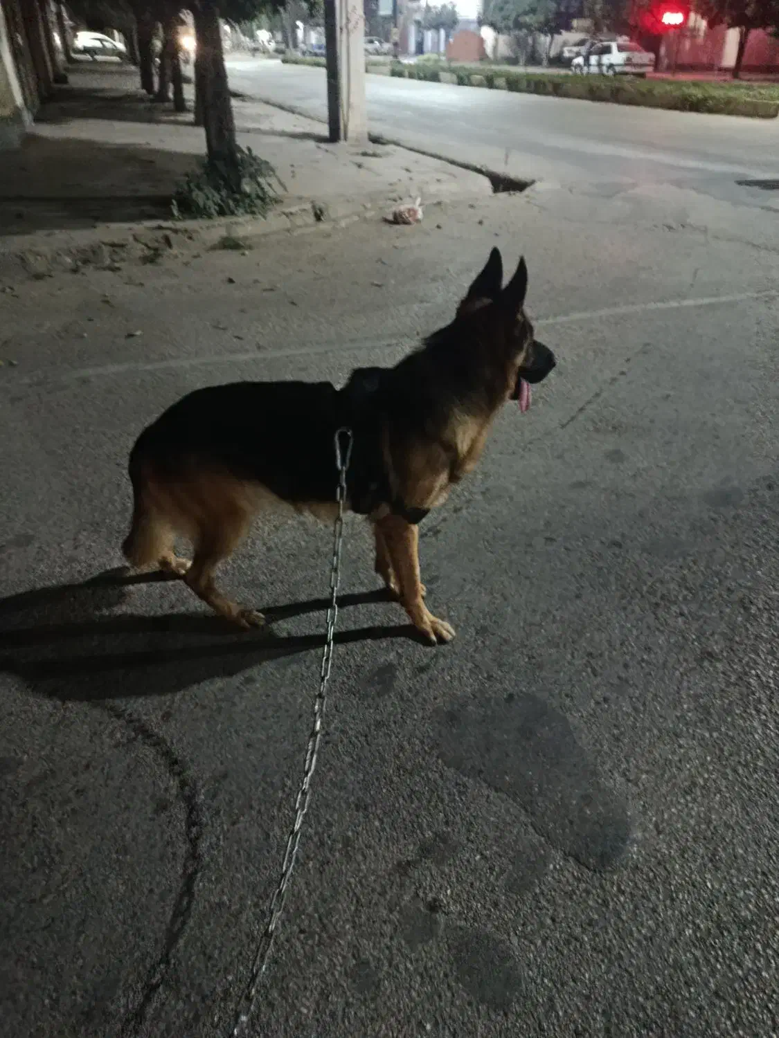 ژرمن شپرد نر|سگ|گنبد کاووس, |دیوار