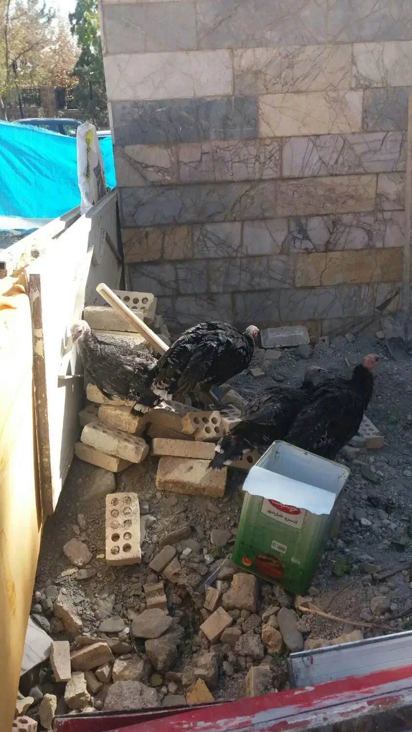 ۴عددبغلمون برنزه|حیوانات مزرعه|مشهد, یوسفیه (شهرک غرب)|دیوار