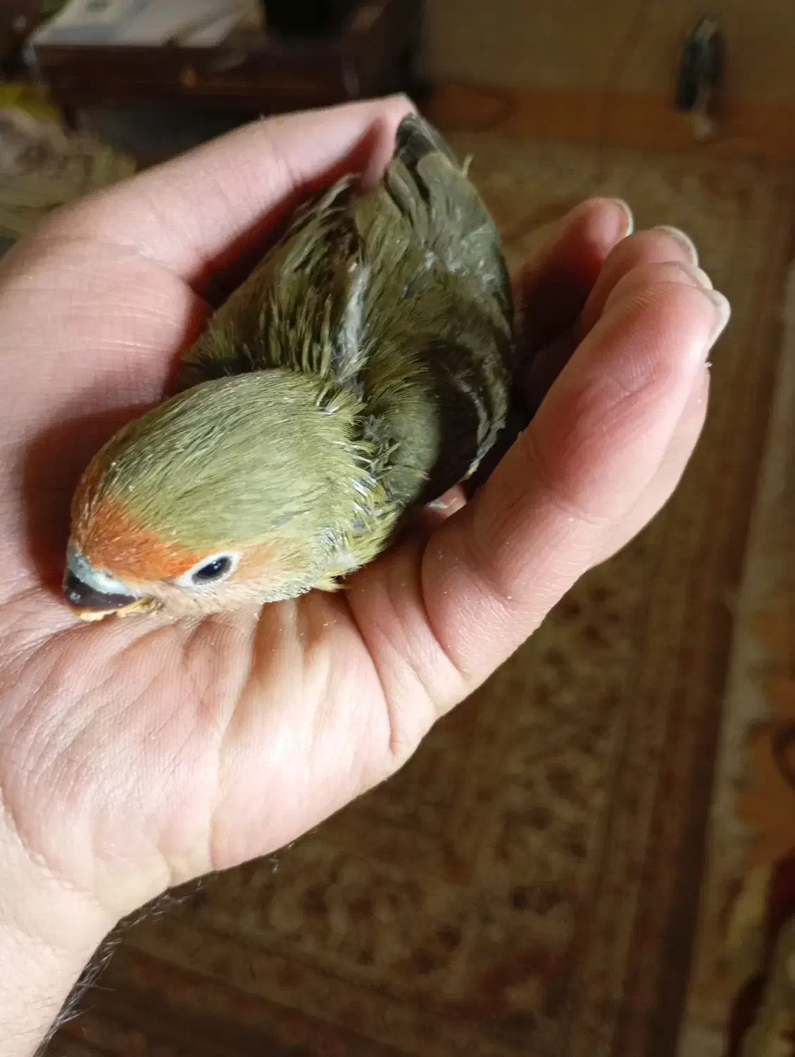 طوطی برزیلی سرلاکی|پرنده|حمیدیا, |دیوار