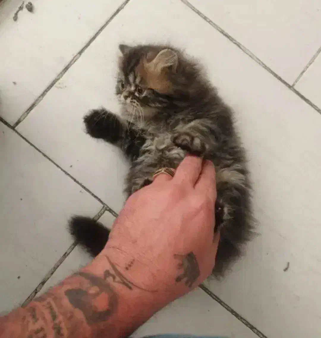 بریتیش بریتیش لانگ هیر|گربه|قم, باسکول|دیوار