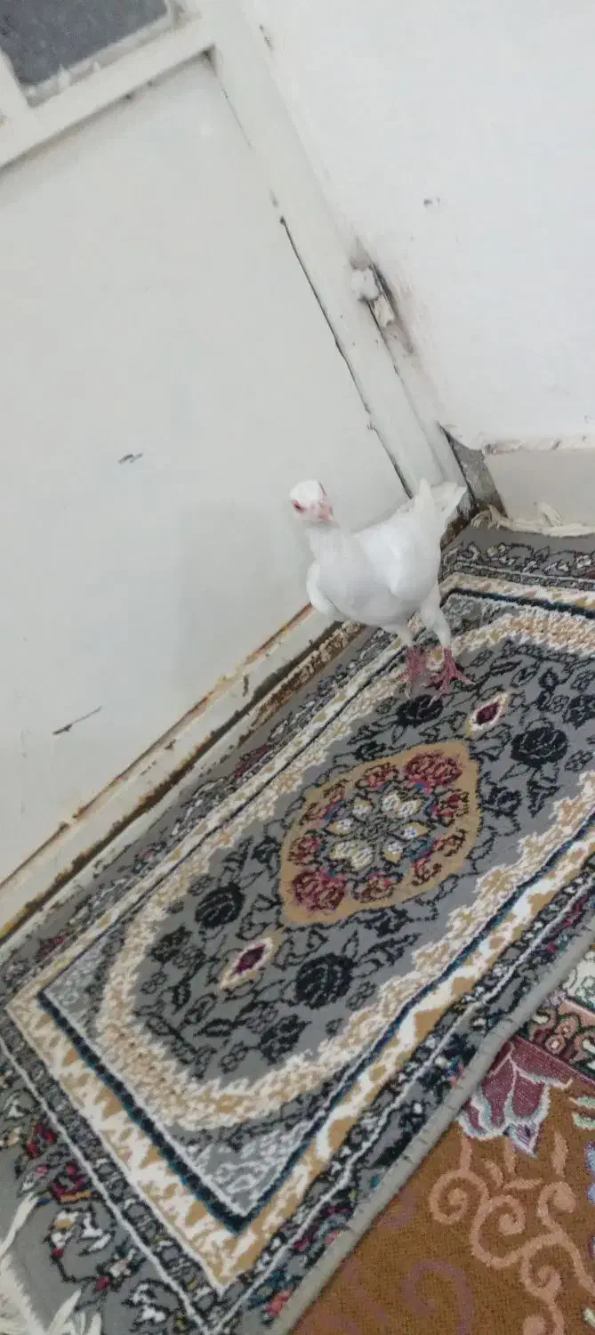 دورگ سالم و جوان|پرنده|کارون, |دیوار