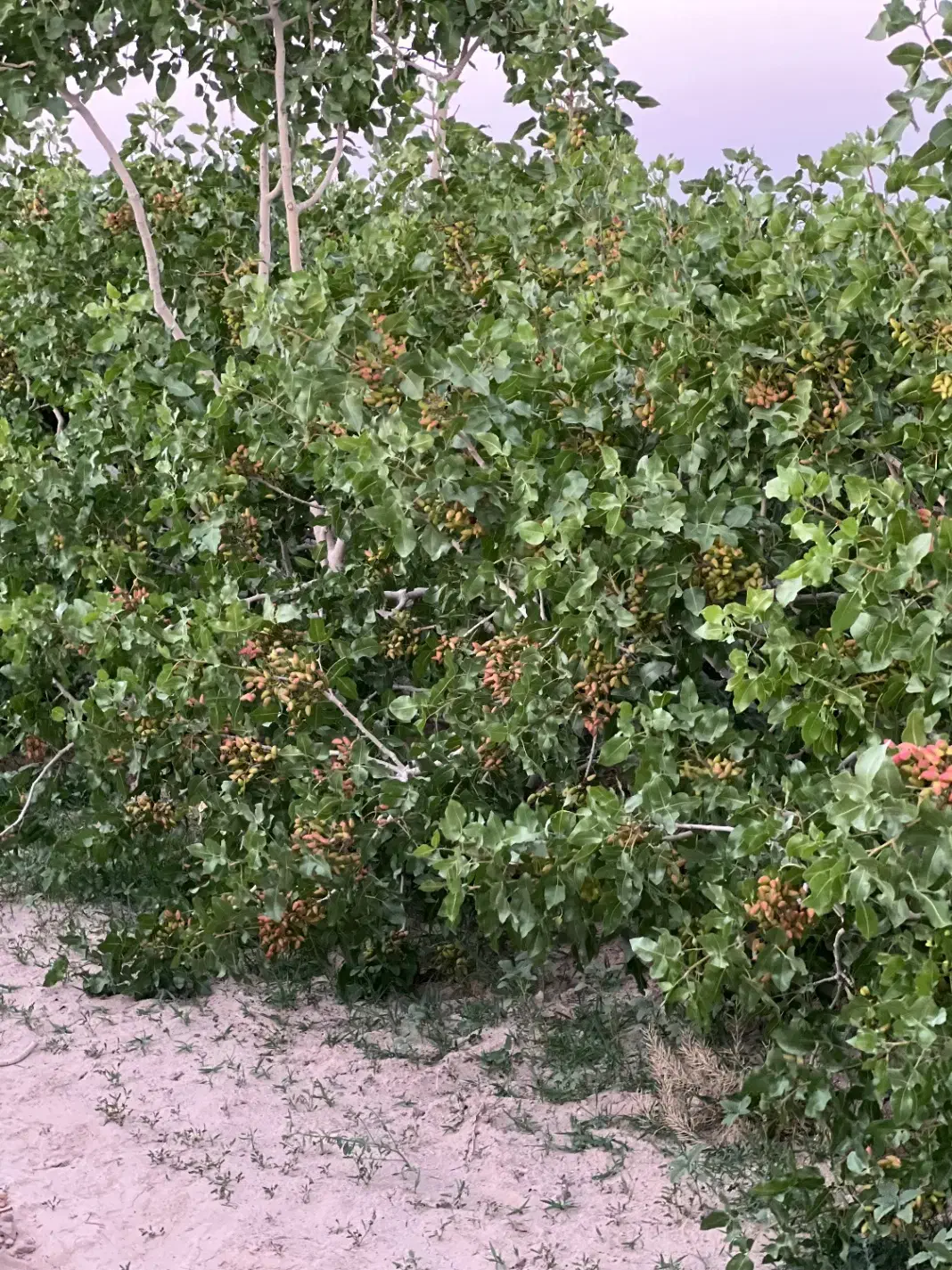 فروش زمین پسته ای مرغوب|فروش دفتر صنعتی، کشاورزی، تجاری|شهر بابک, |دیوار