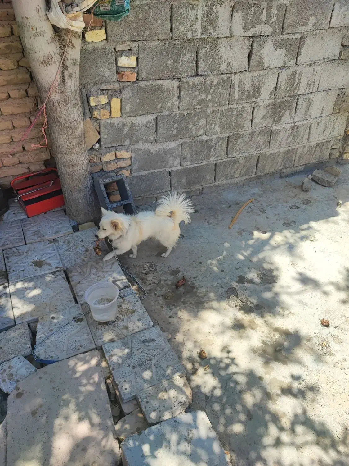سگ روباهی|سگ|شیراز, بازار|دیوار