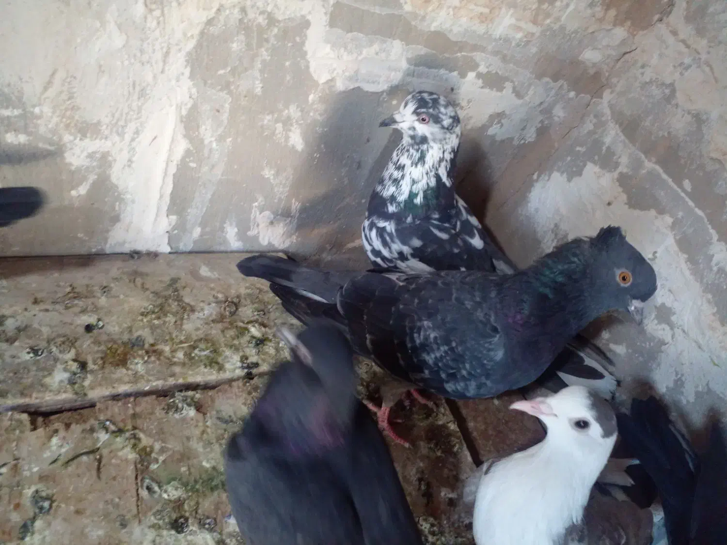 کبوتر پرشی|پرنده|تربت جام, المهدی|دیوار