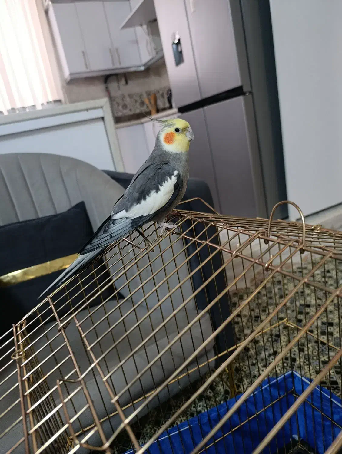 عروس هلندی مولد سخن گو|پرنده|پاکدشت, خاتون آباد|دیوار