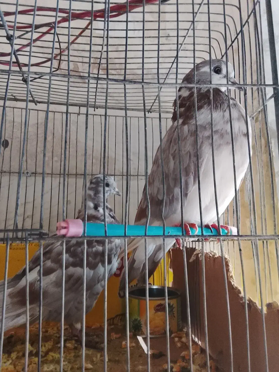 جوجه کبوتر|پرنده|محلات, |دیوار