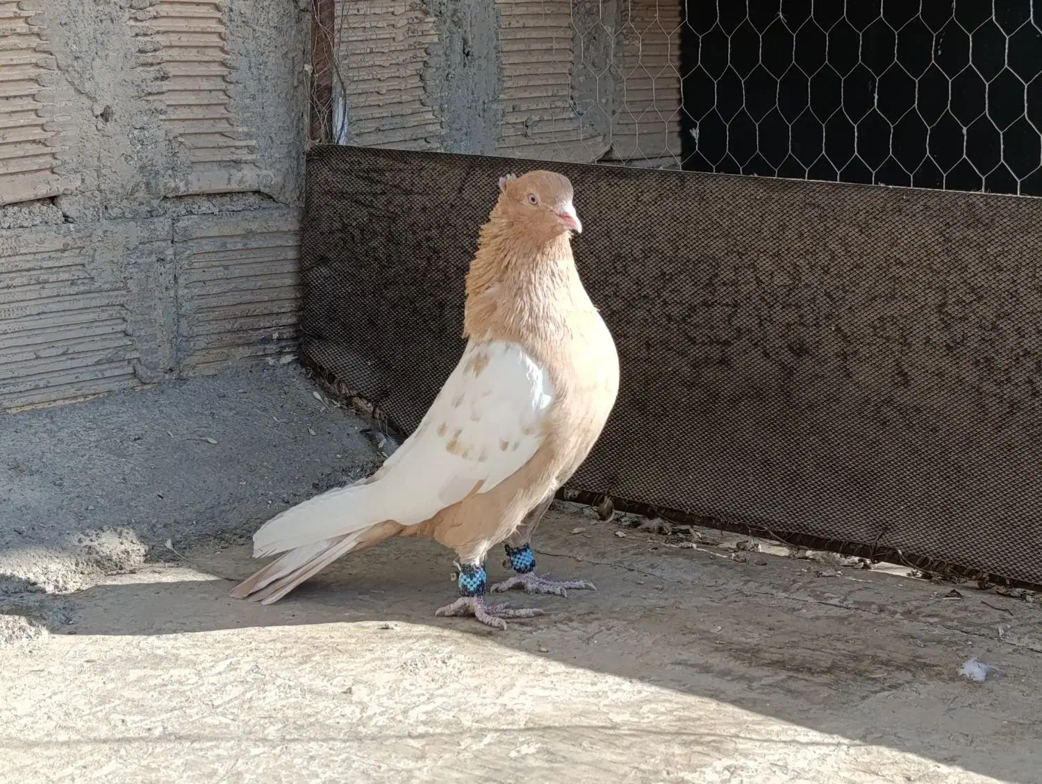 کبوتر سینه ای زرد نر درجه یک|پرنده|زیباشهر, |دیوار