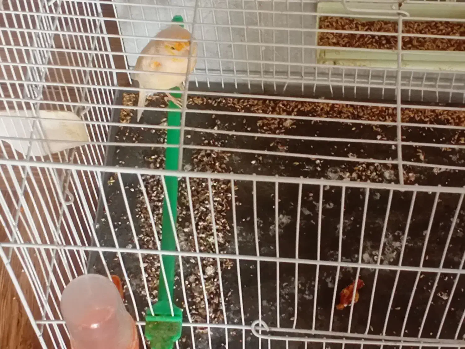 قناری نر آوازخوان|پرنده|گرگان, |دیوار