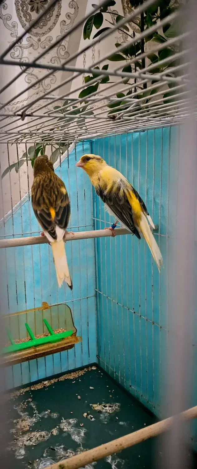 قناری|پرنده|مشهد, وکیل‌آباد|دیوار