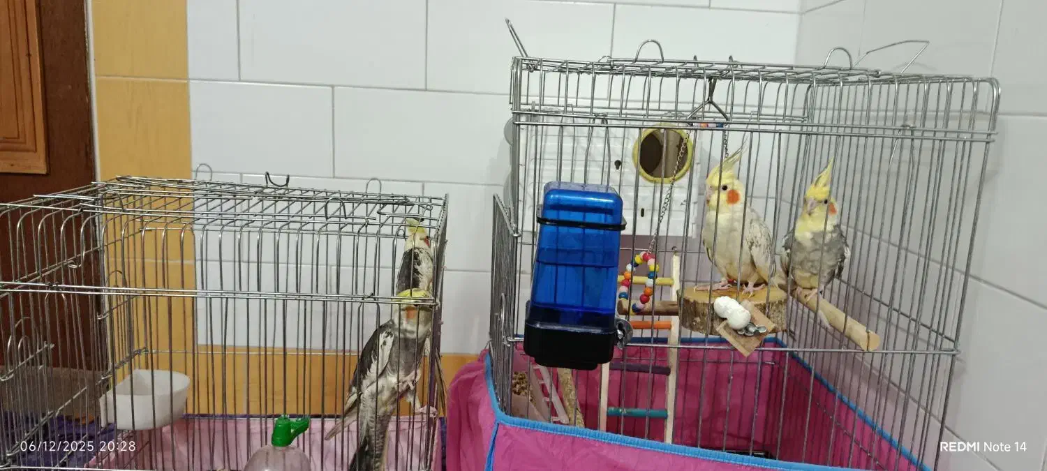 عروس هلندی جفت با سه تا جوجه|پرنده|نوبران, |دیوار