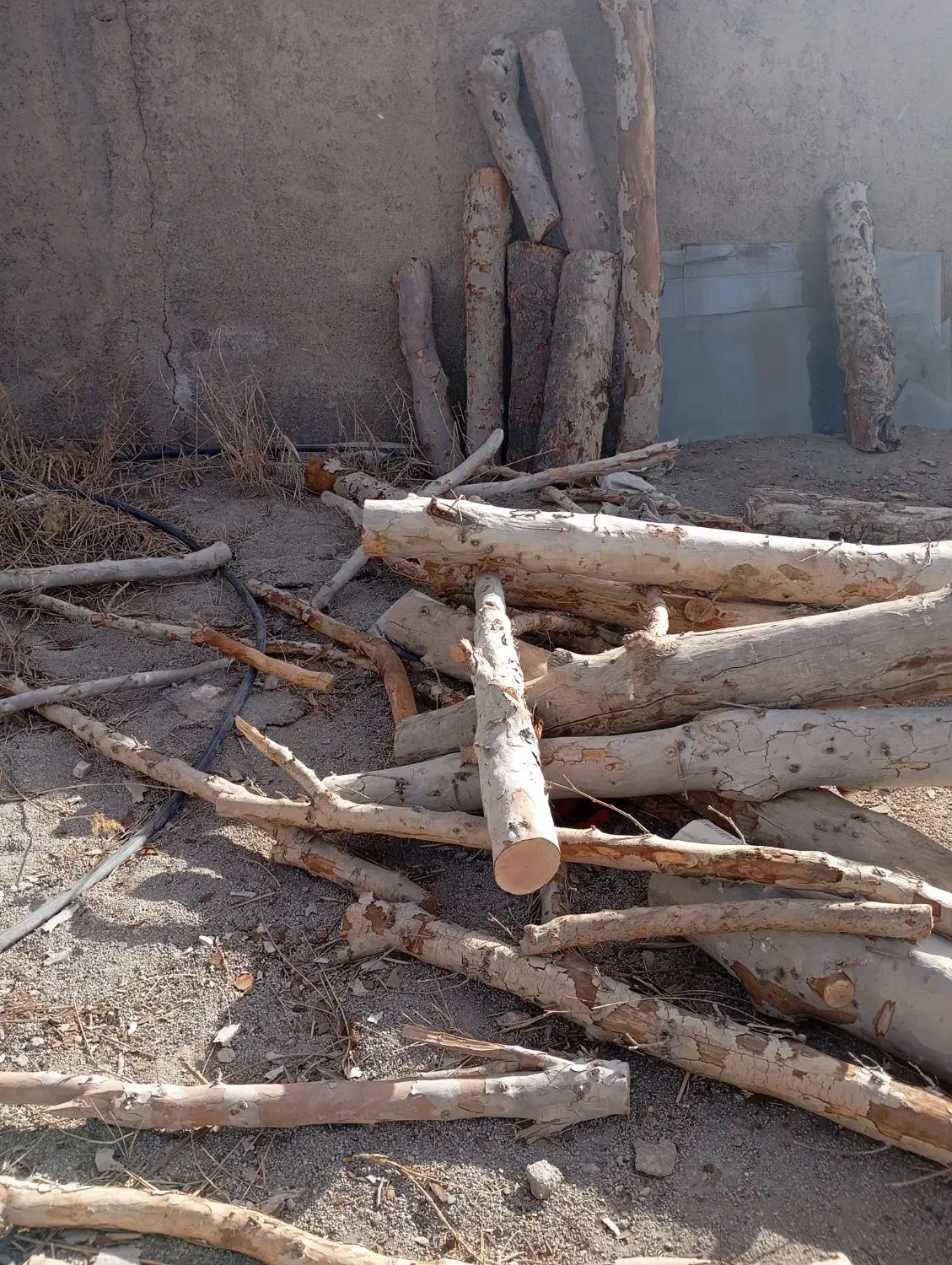 برش درخت خرید چوب قطع درخت|خدمات باغبانی و درختکاری|تهران, صادقیه|دیوار