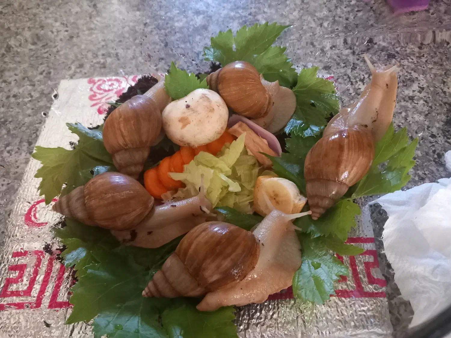 حلزون آلبینو|خزنده|کرمانشاه, |دیوار