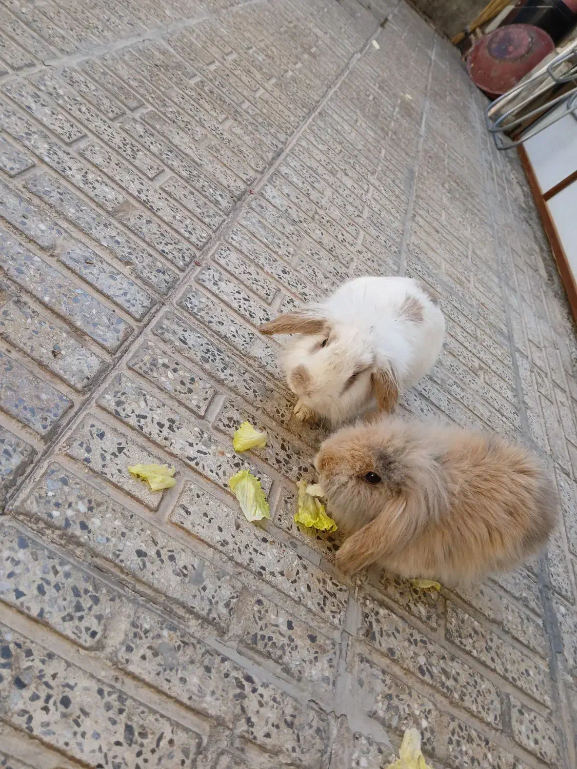 خر گوش خارجی|موش و خرگوش|خمینیشهر, |دیوار