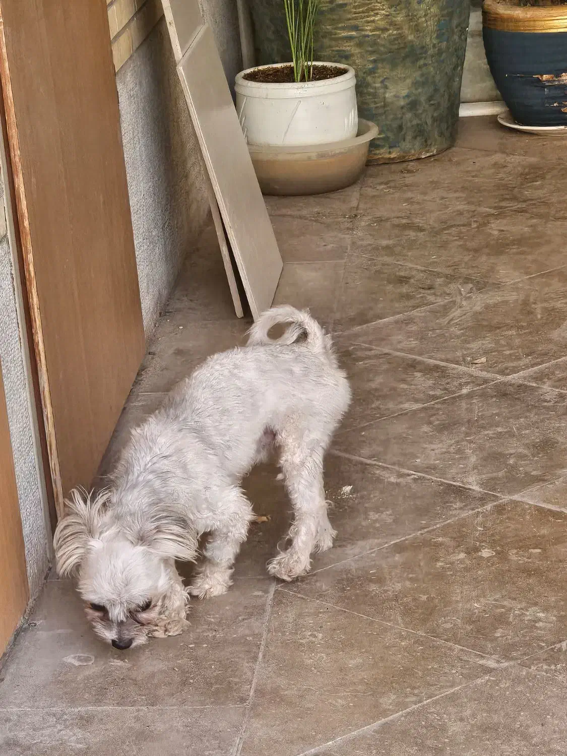 مالتیپو نر|سگ|اصفهان, سپاهان‌شهر|دیوار