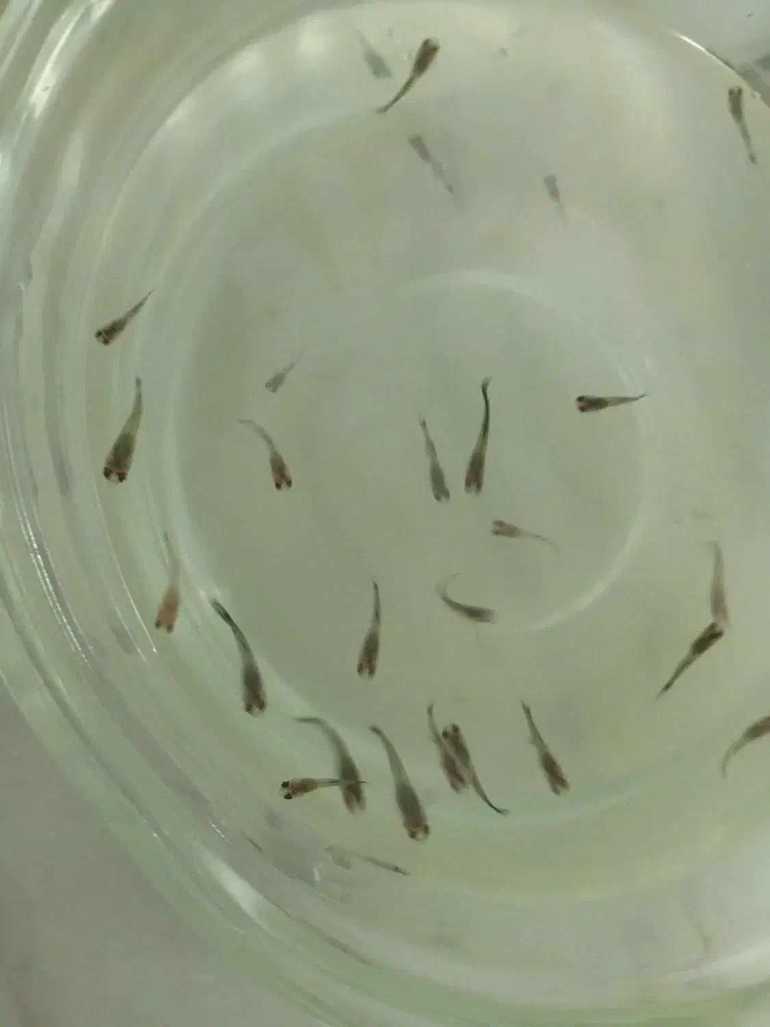 ماهیی|ماهی|اصفهان, همدانیان|دیوار