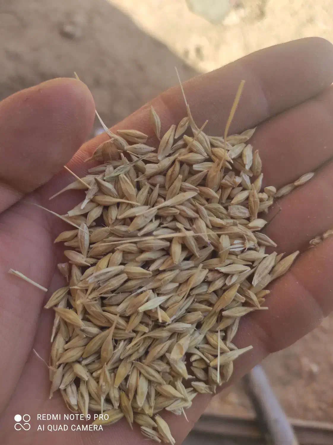 کنسانتره خوراک دام|لوازم جانبی حیوانات|رامند, |دیوار