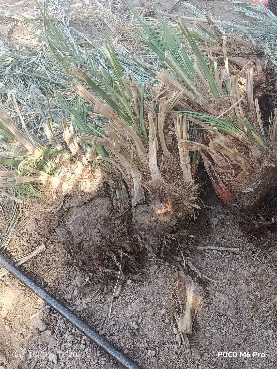 جونگ فروشی|گل و گیاه طبیعی|ریگان, |دیوار