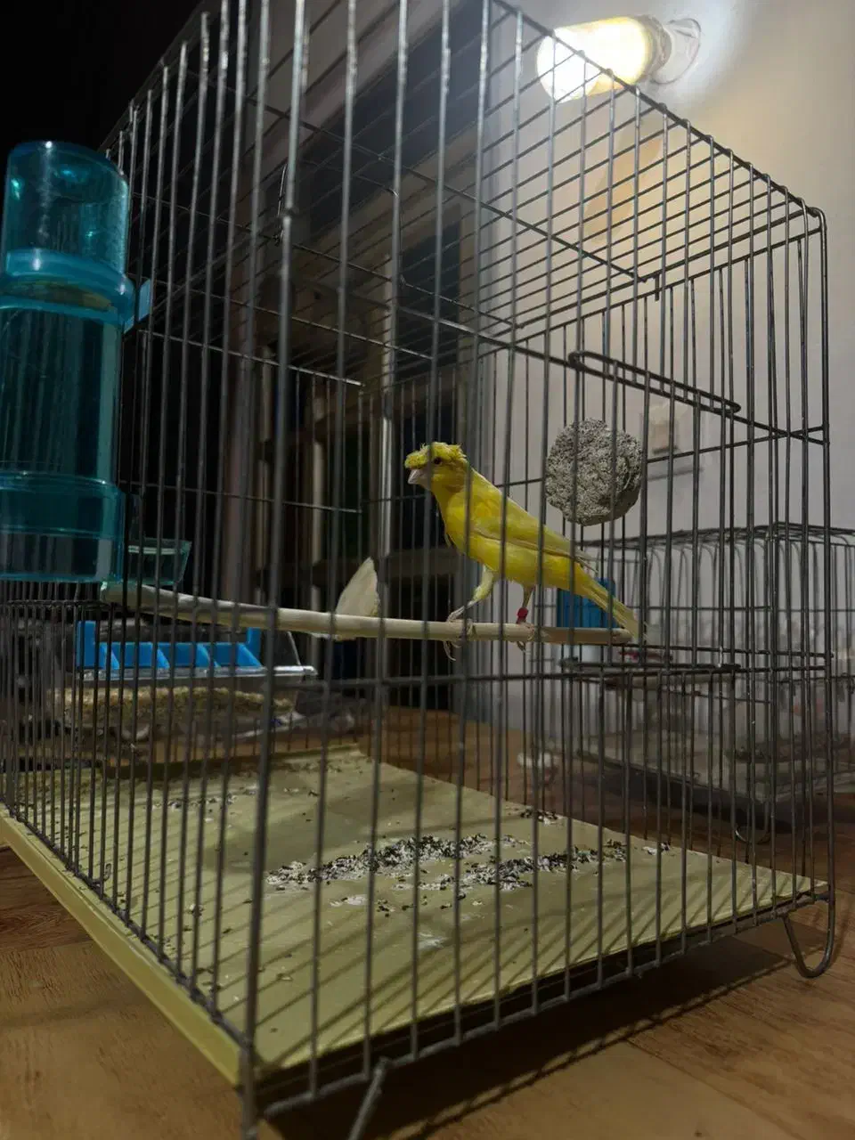 دختر ماده سوپر|پرنده|بندر انزلی, آذربایجان|دیوار