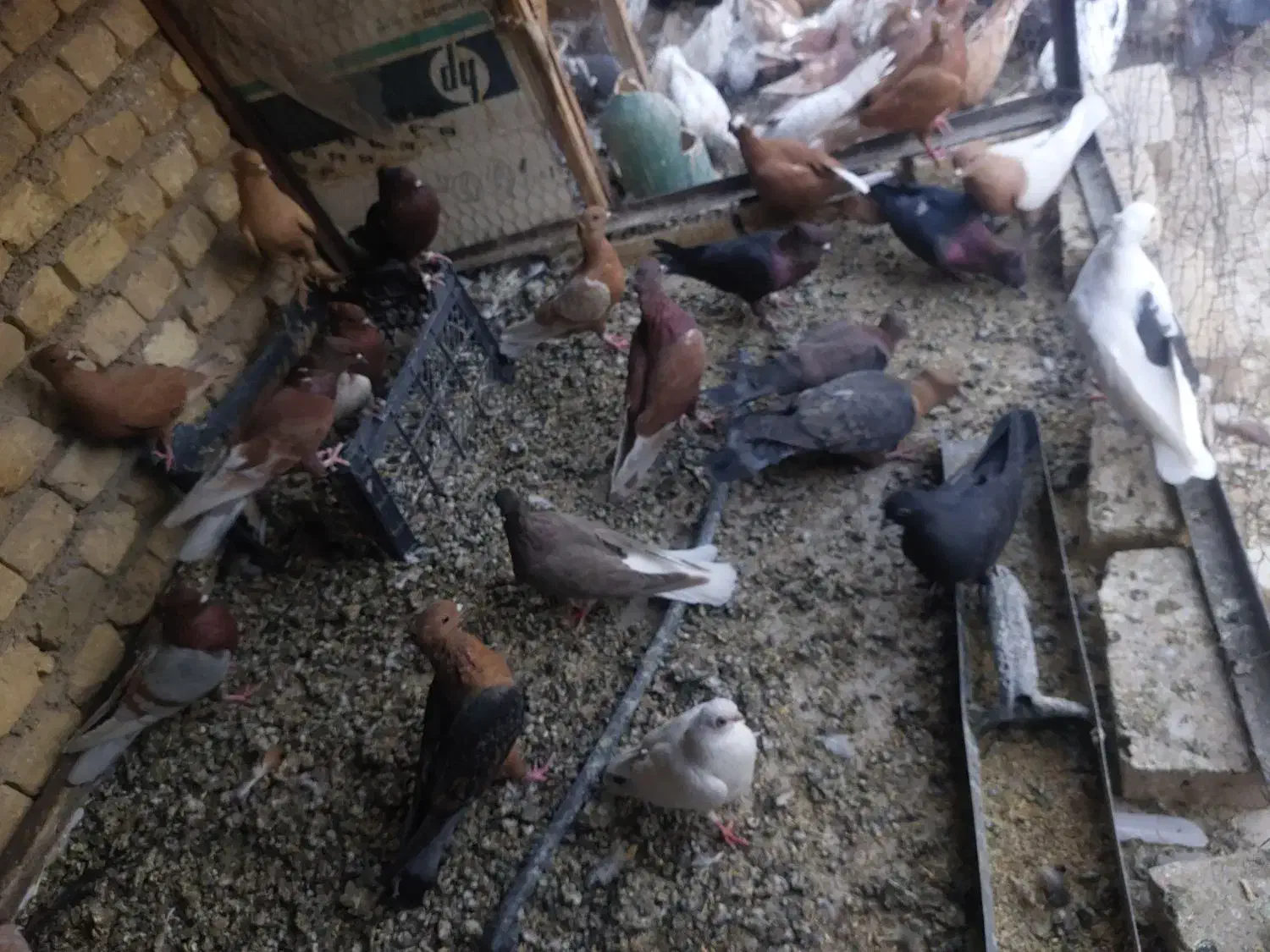 ارشیگل|پرنده|یزد, |دیوار