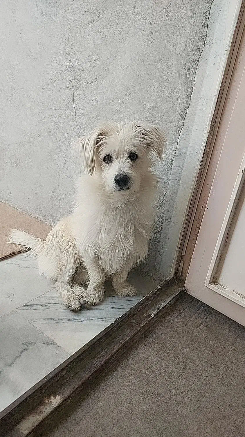 این سگو هر کی پیدا کنه مژدگانی میدیم|سگ|قروه, |دیوار