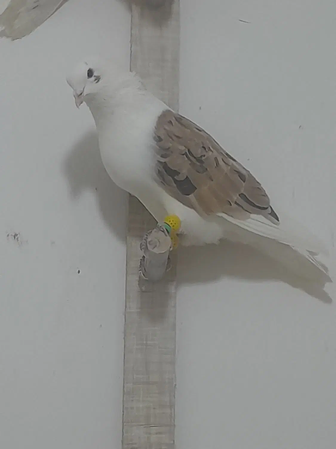 ۲۳ تا طوقی|پرنده|کشکوئیه, |دیوار