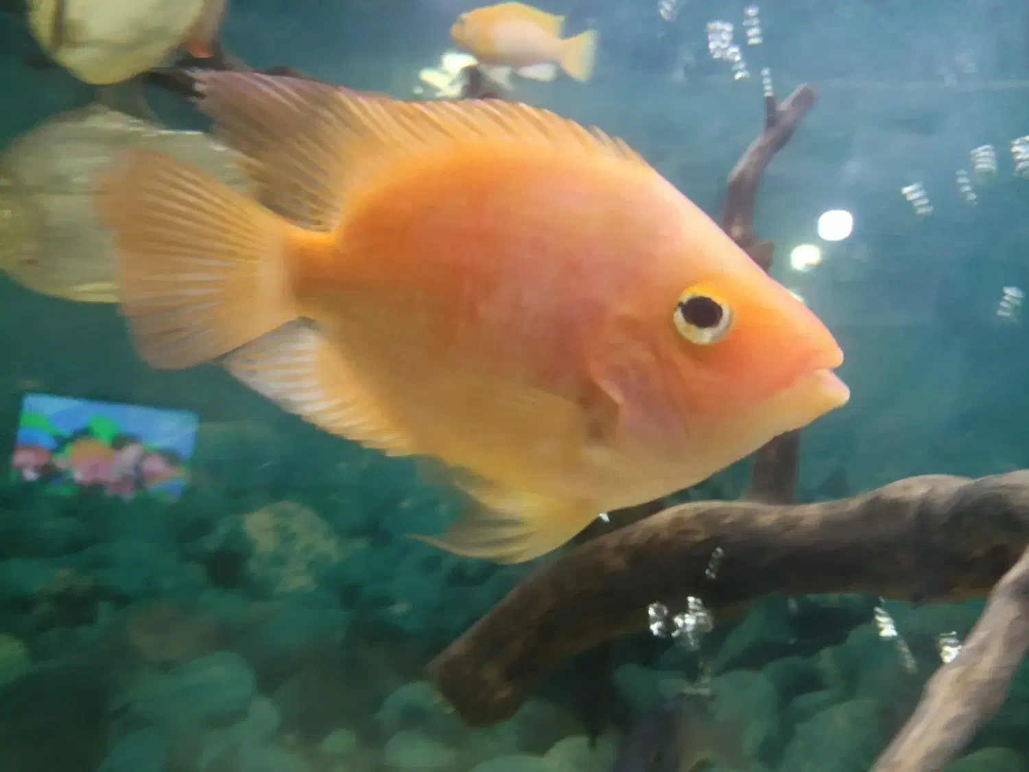 ماهی گوشت خوار|ماهی|نیشابور, شهرک جانبازان|دیوار