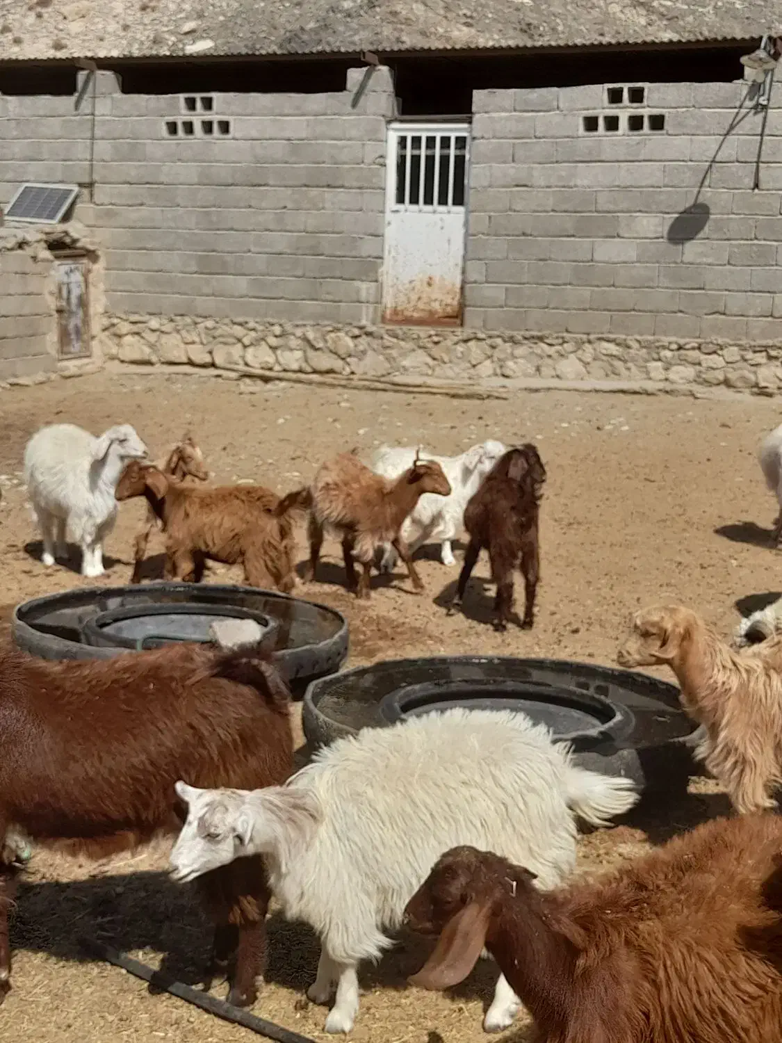 تعدای کهره خوشکل فروشی ارزوئیه|حیوانات مزرعه|ارزوئیه, |دیوار