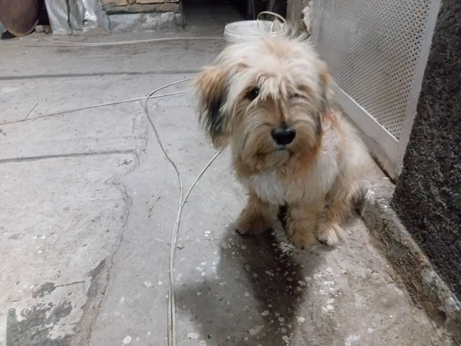 توله یک ساله نیت|سگ|نیشابور, شهرک بهداری|دیوار