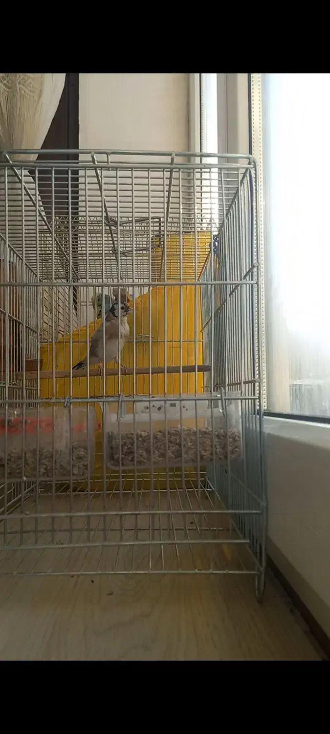 سهره جوجه|پرنده|نقده, |دیوار