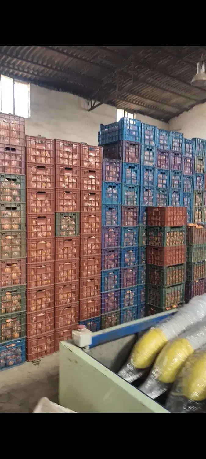 پرتقال نایلون پیچ 140تن|عمدهفروشی|قائمشهر, |دیوار