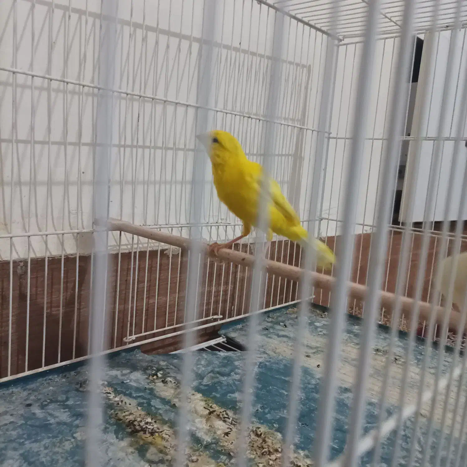 قناری زرد نر درجه یک|پرنده|رامهرمز, |دیوار