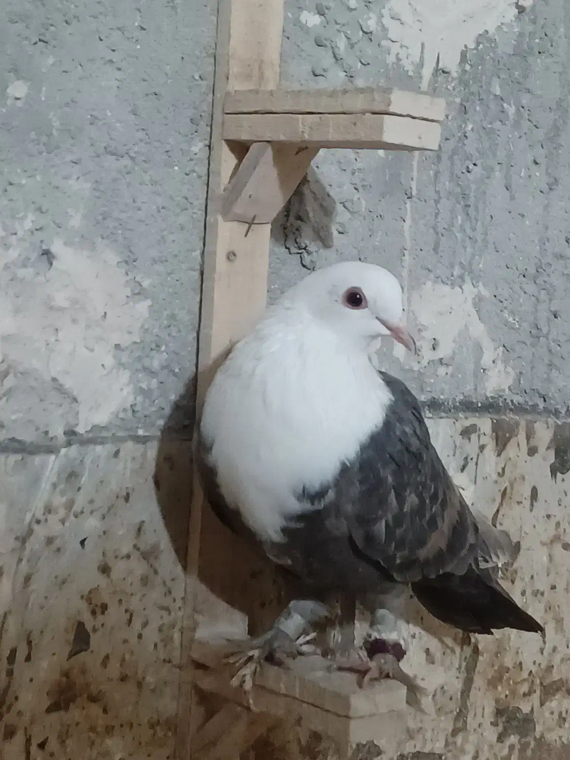 کربلایی ماده|پرنده|شیروان (خراسان), |دیوار