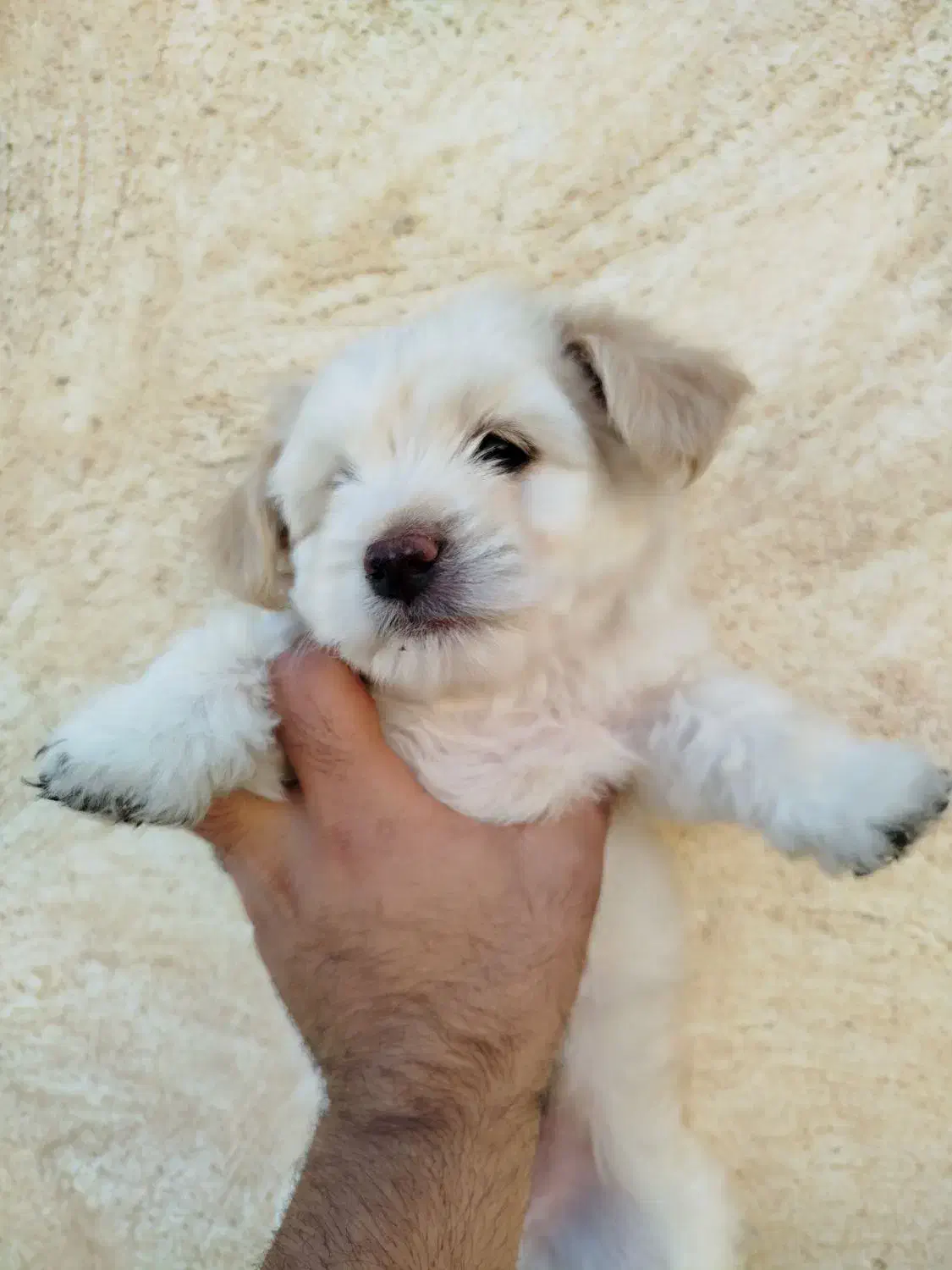 توله سگ|سگ|اهواز, شریعتی جنوبی|دیوار