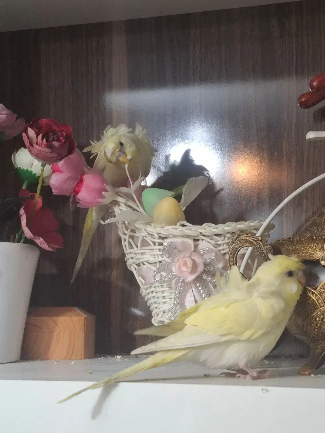 چهار عدد مرغ عشق پروانه ای|پرنده|مشهد, پروین اعتصامی|دیوار