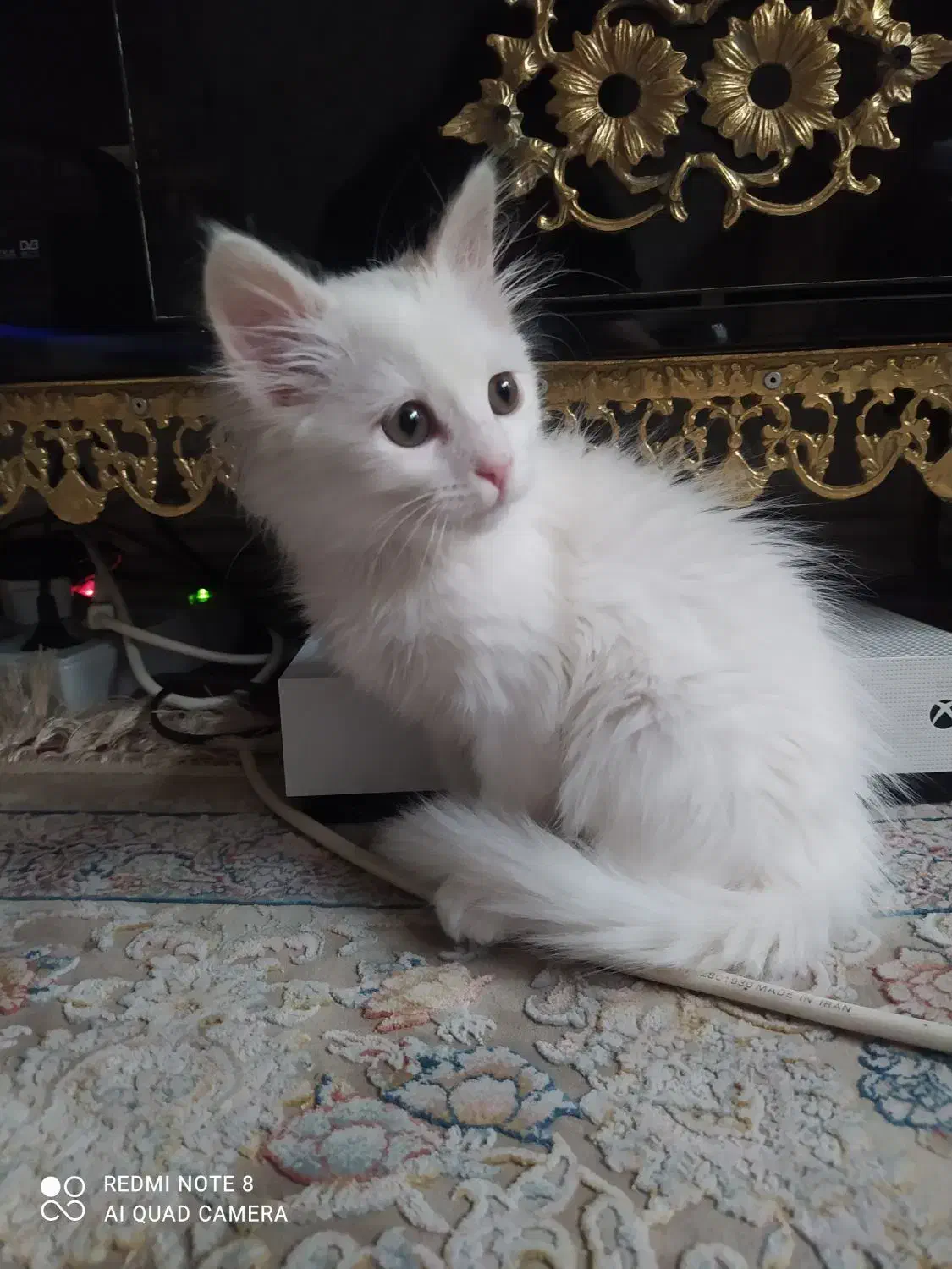 گربه پرشین دوماهه|گربه|مراغه, |دیوار