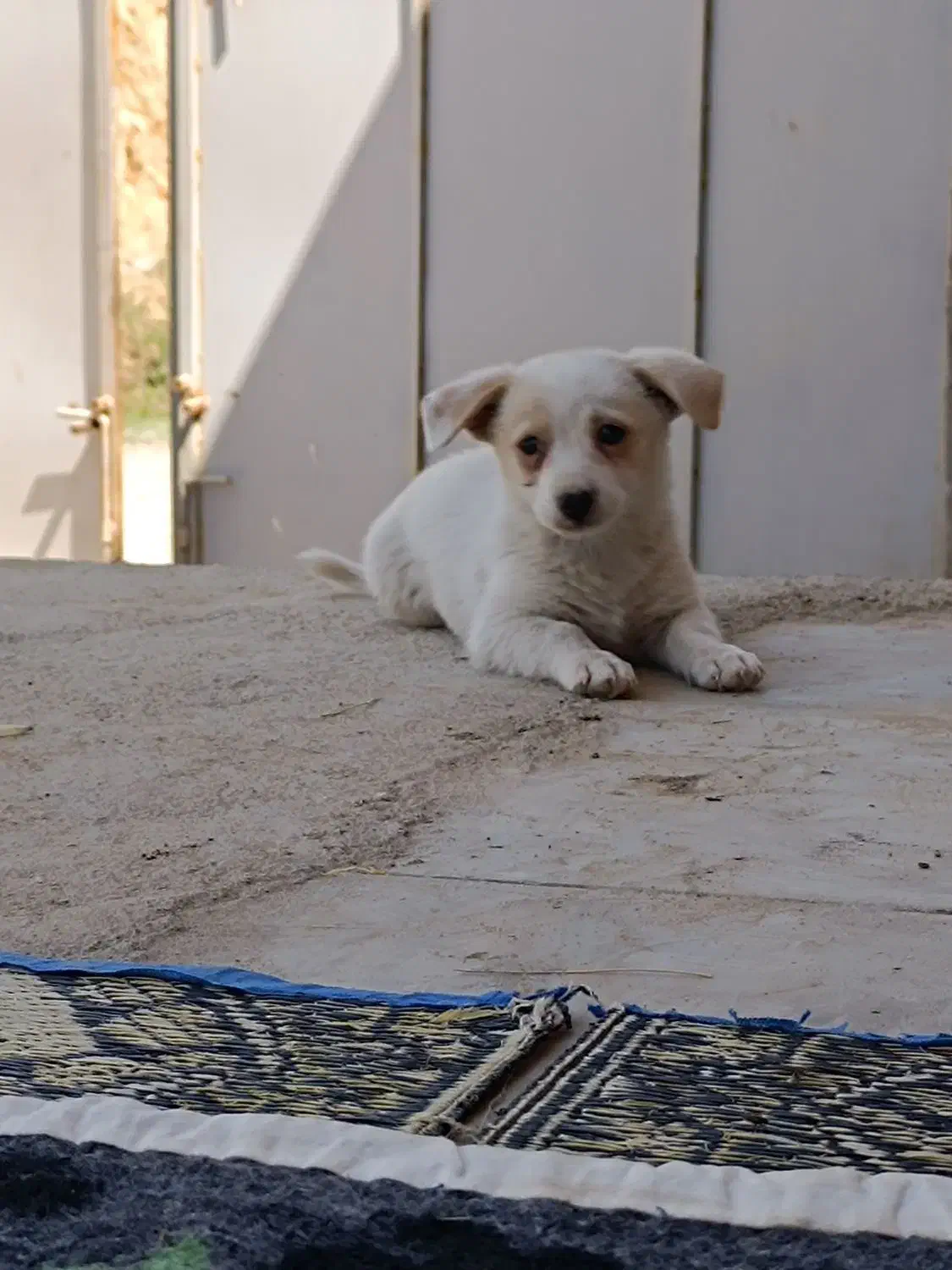 پاکوتا|سگ|میاندوآب, |دیوار