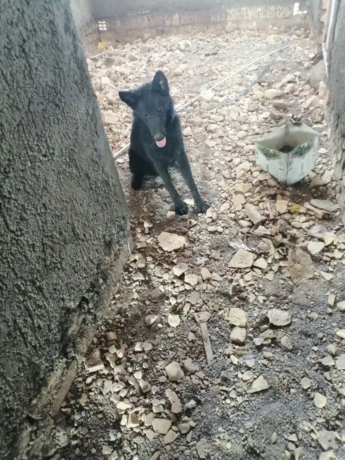 سگ ژرمن|سگ|بیرجند, |دیوار