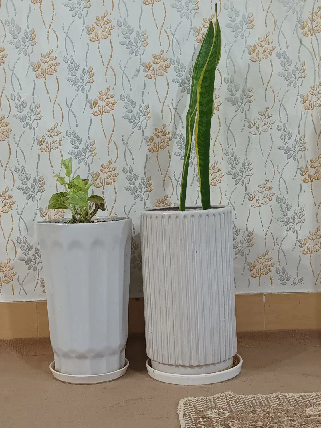 دوتاگلدون سفید بلند|گل و گیاه طبیعی|بروجرد, |دیوار