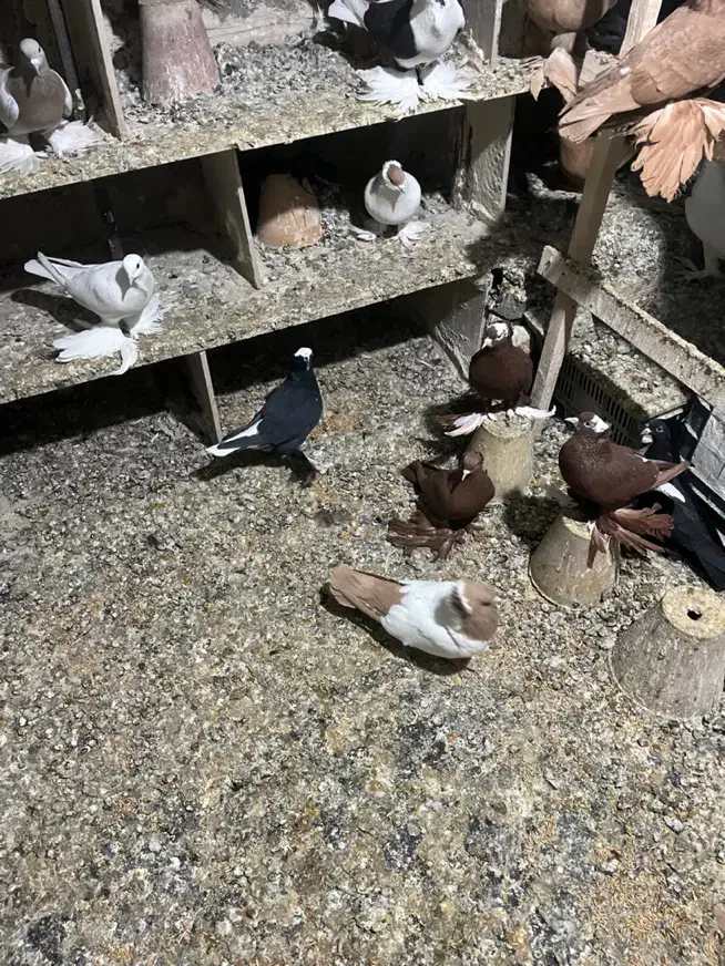 کبوتر|پرنده|تبریز, |دیوار