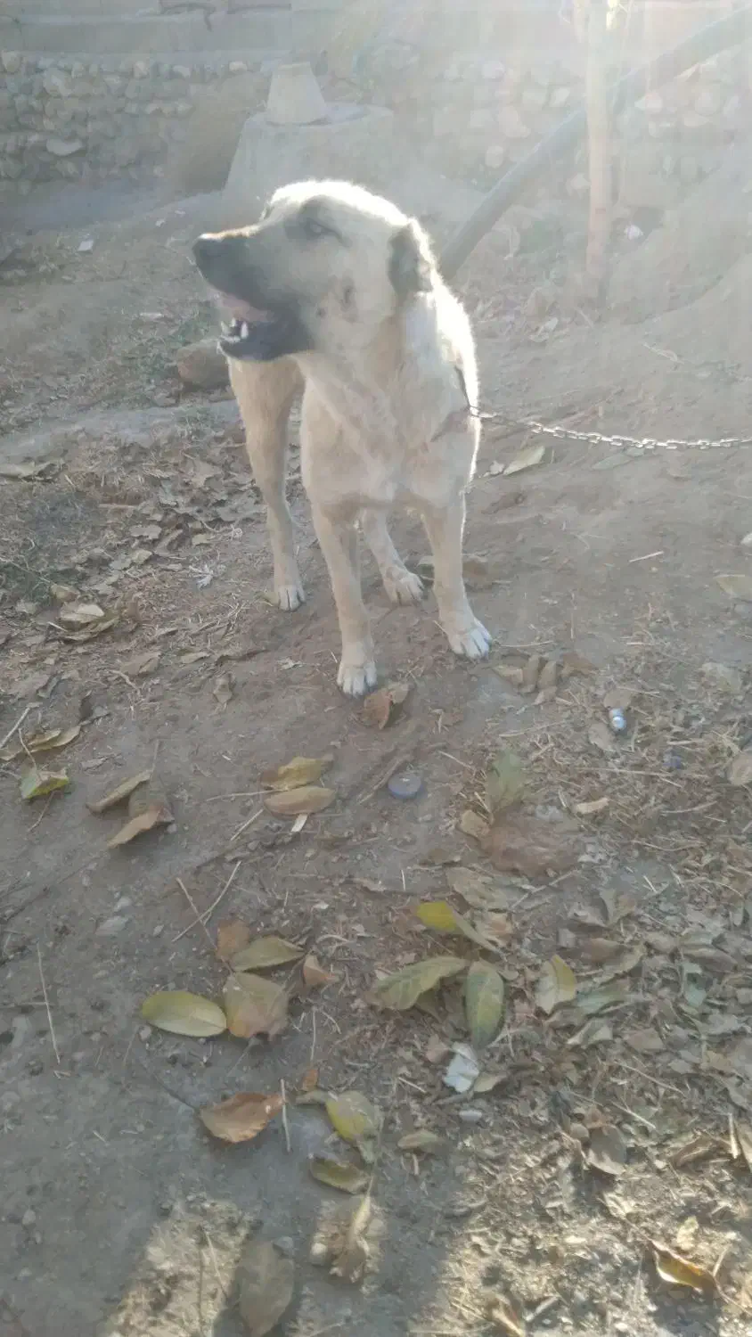 توله سرابی|سگ|قره قوین, |دیوار