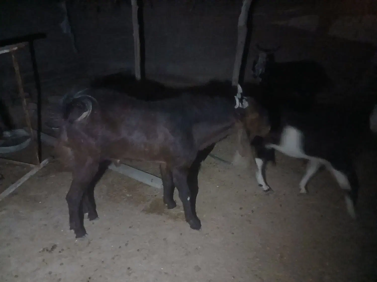 فروش نر بز افغانی یکساله|حیوانات مزرعه|دهلران, |دیوار