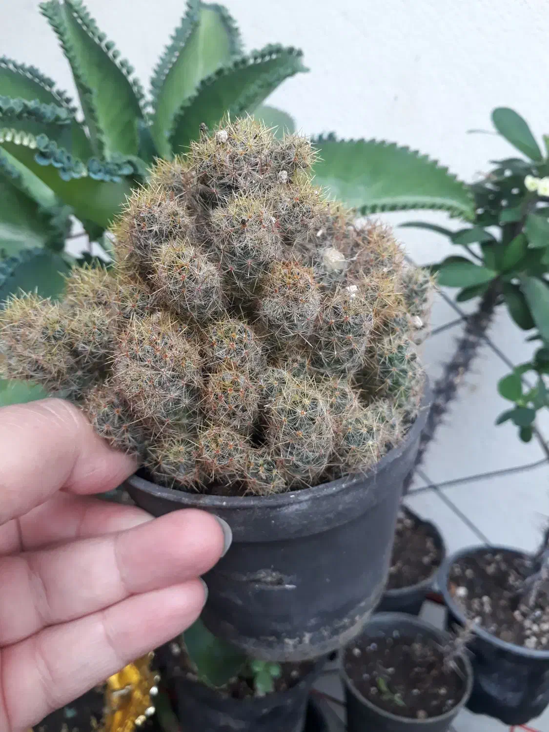 گلهای طبیعی مناسب منزل شما|گل و گیاه طبیعی|رشت, ترمینال|دیوار